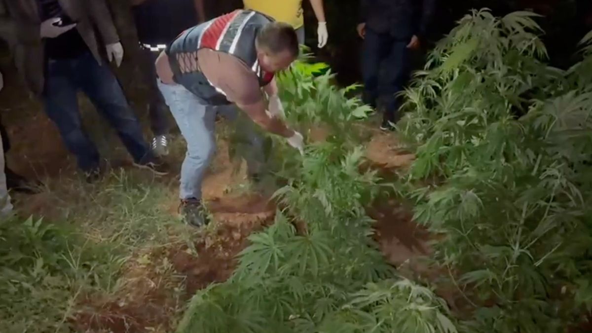 Kırıkkale’de kenevir bahçesine çevrilen eve operasyon: 2 gözaltı