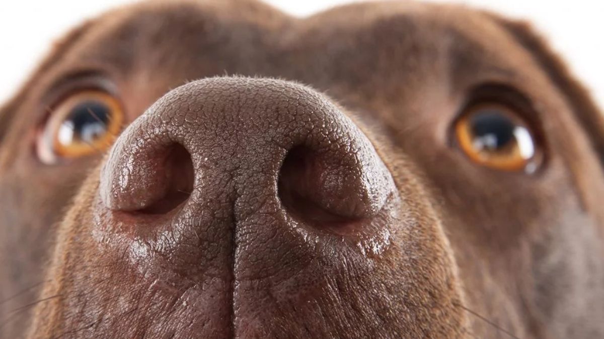 Köpeklerin Burnunu Bile Aldatıyor! Bu Maddeyi Koklayamıyorlar…
