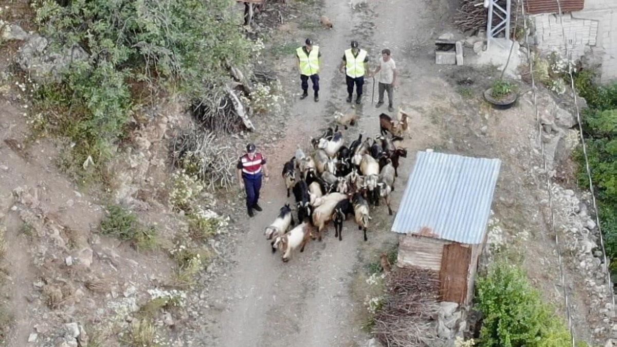 Artvin kaybolan 30 küçükbaş hayvanı bulmak için dron ile arama yapıldı