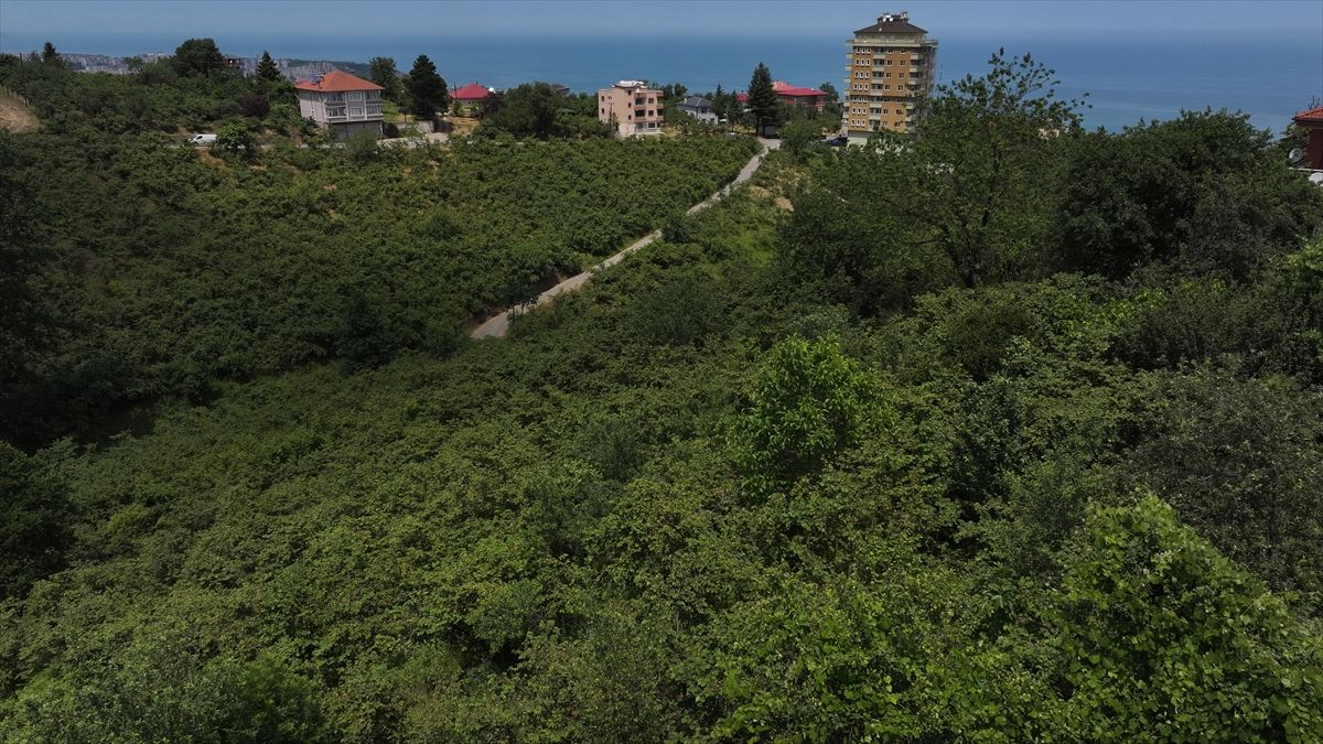 Fındık mevsimi geldi: Hasat öncesi ‘kritik hazırlıklar’ yoğunlaştı