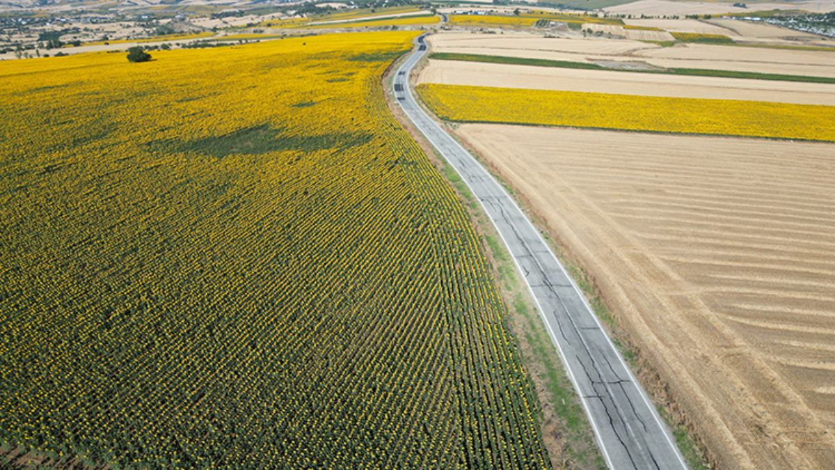 Tekirdağ’ın ayçiçeği tarlaları, yolcuları kendine çekiyor