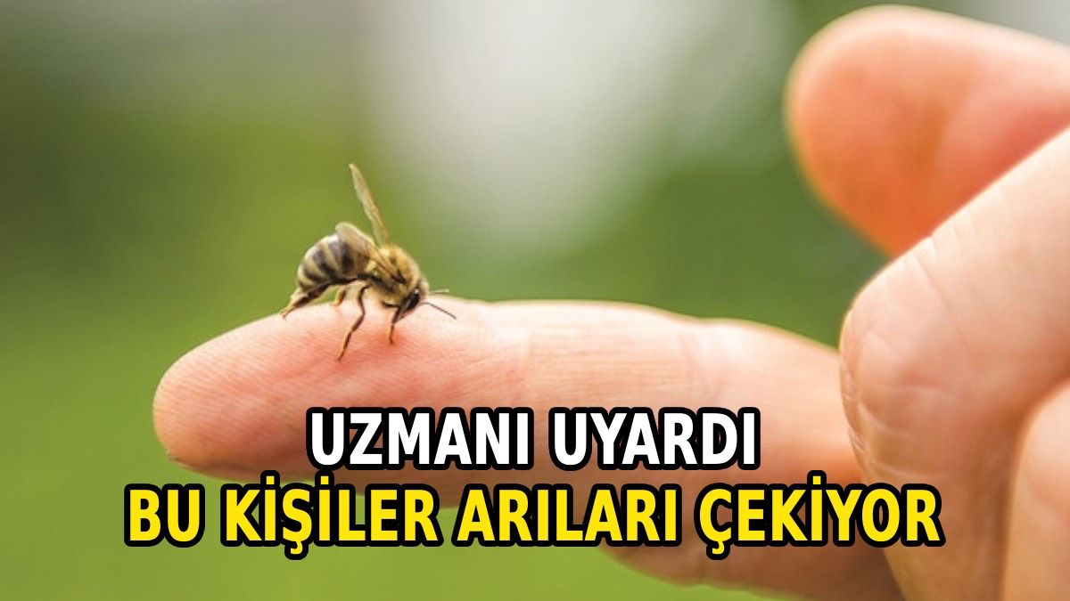 Eşek arıları bu kişileri daha çok sokuyor: İşte sebebi