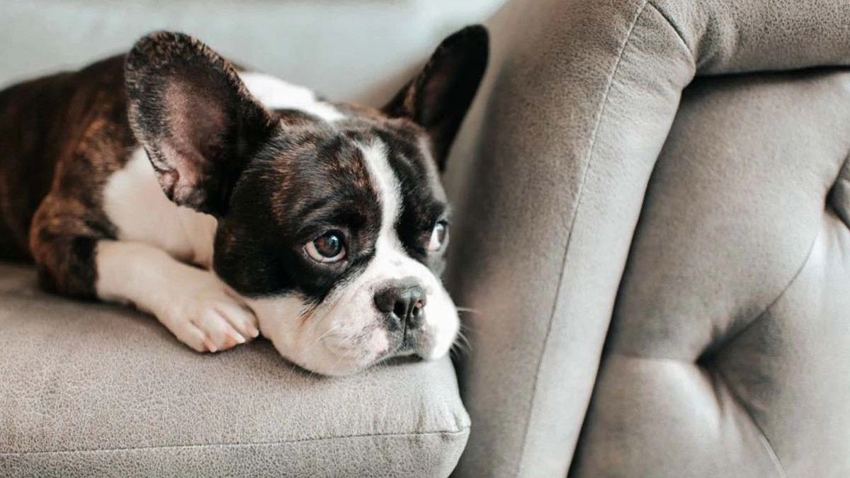Veteriner uyardı: Evde beslememeniz gereken 5 köpek cinsi