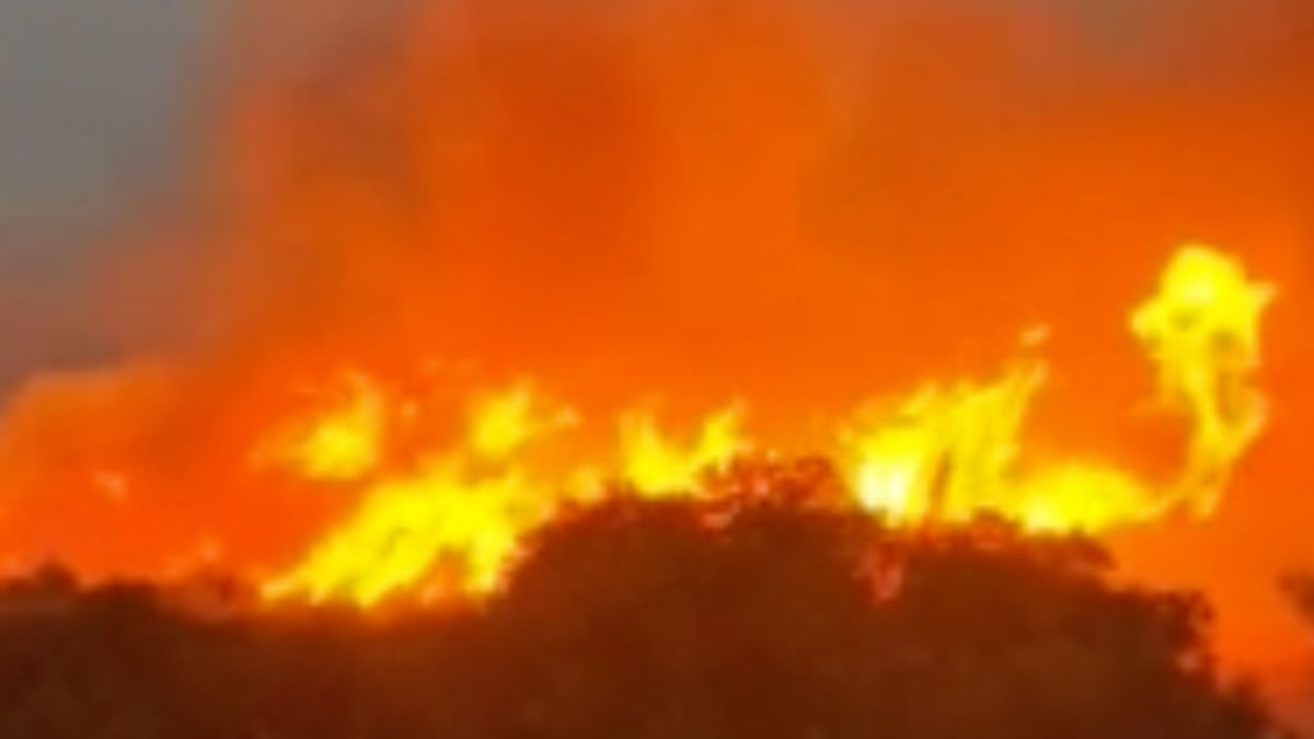 Balıkesir’de orman yangını çıktı