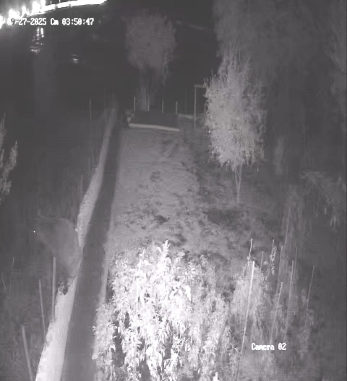 Bartın’da bahçeye giren bozayı, tellere zarar verdi