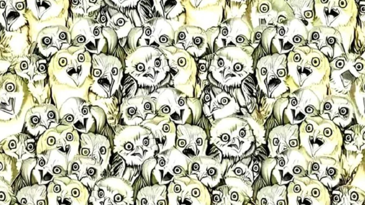 Baykuşların arasındaki kediyi 5 saniyede görenler üstün zekalı sayılıyor! Süre başladı…