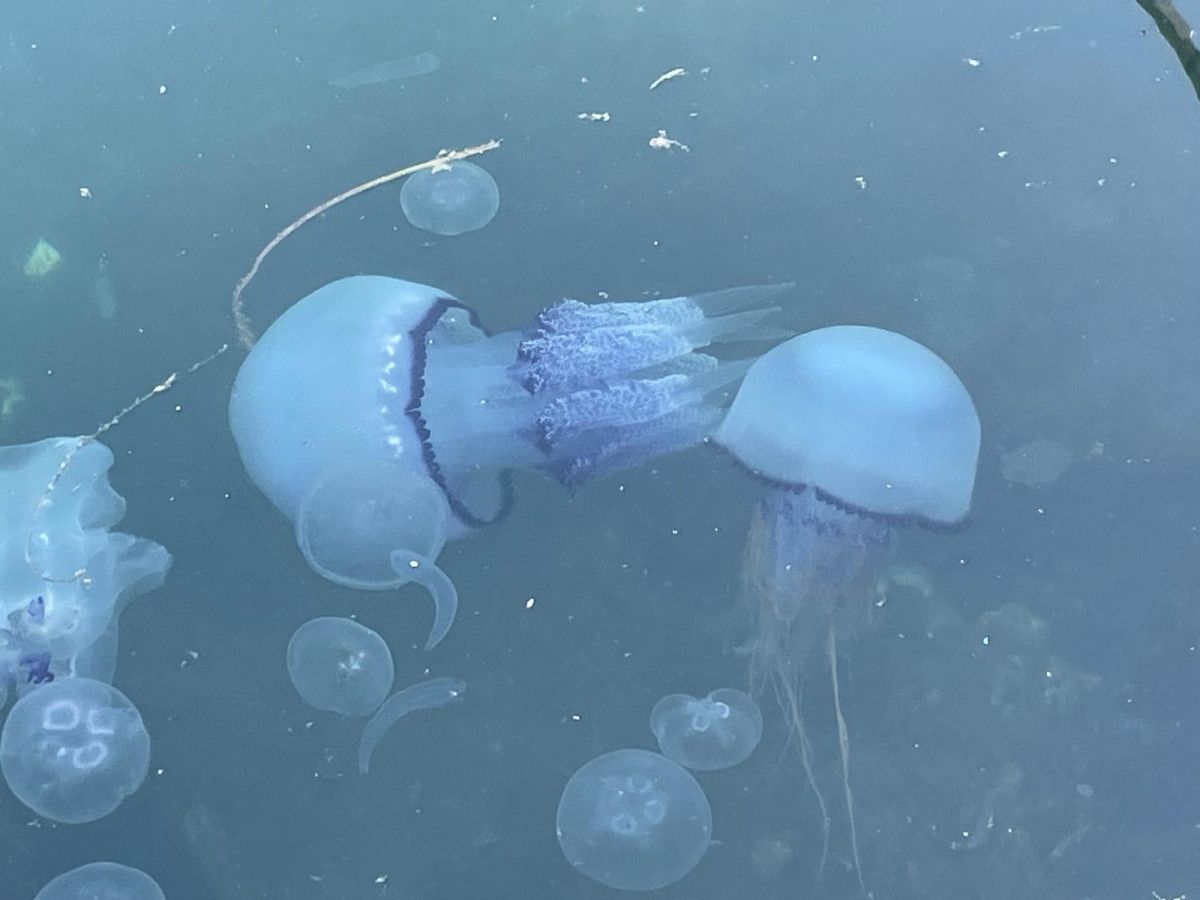 Bursa’da müsilaj başladı, denizanaları öldü