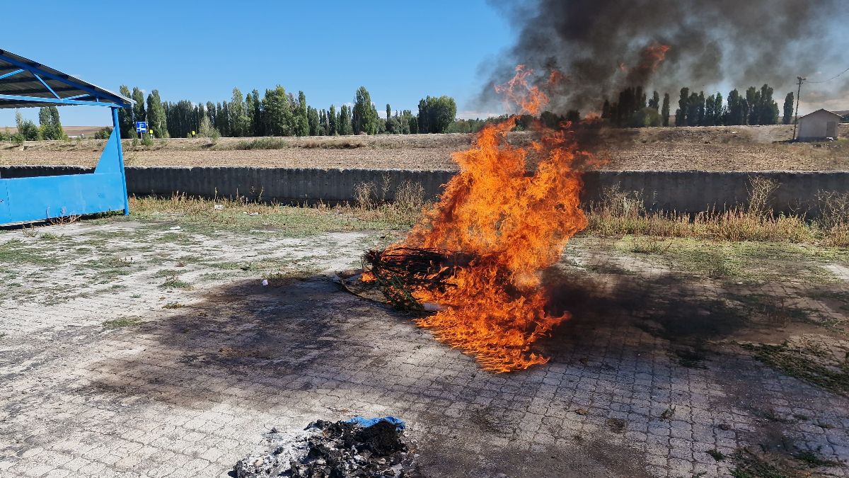 Çorum’da ele geçirilen 21 kök kenevir imha edildi
