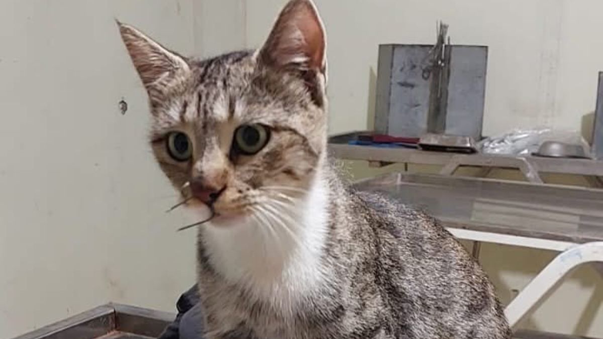 Hatay’da balık misinasına dolanan kedi kurtarıldı