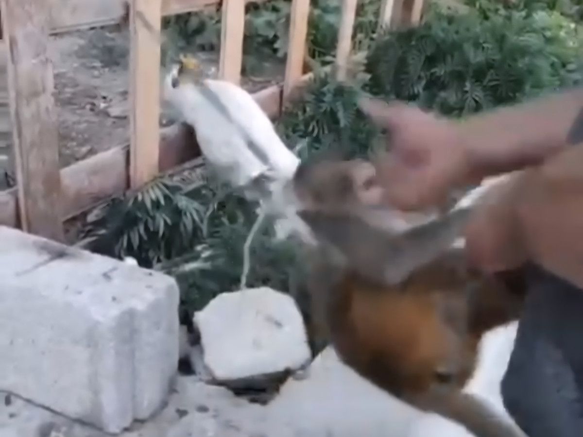 Hatay’da kaçak yollarla getirilen maymuna şiddet: Sahibine 20 bin lira ceza