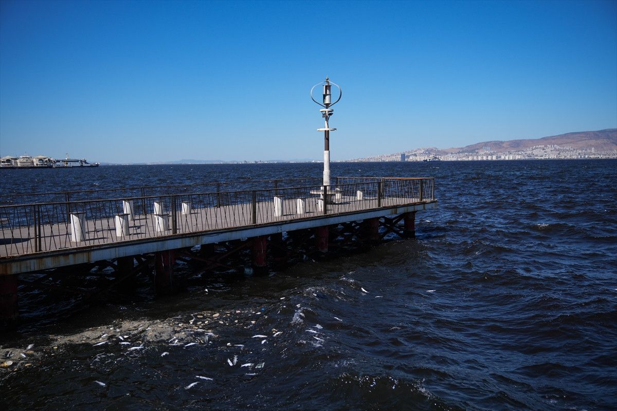 İzmir Körfezi’ndeki balık ölümleri sürüyor: Vatandaş tepkili