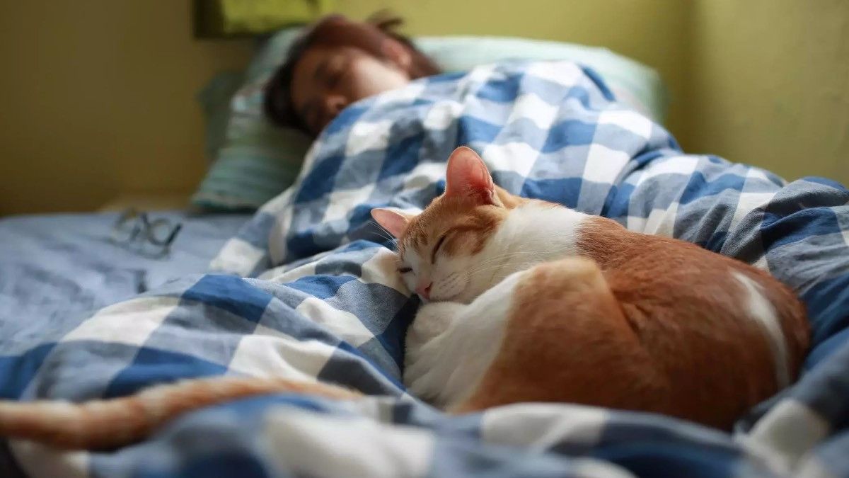Kediniz yatağınızda uyuyorsa… Bakın ne anlama geliyor