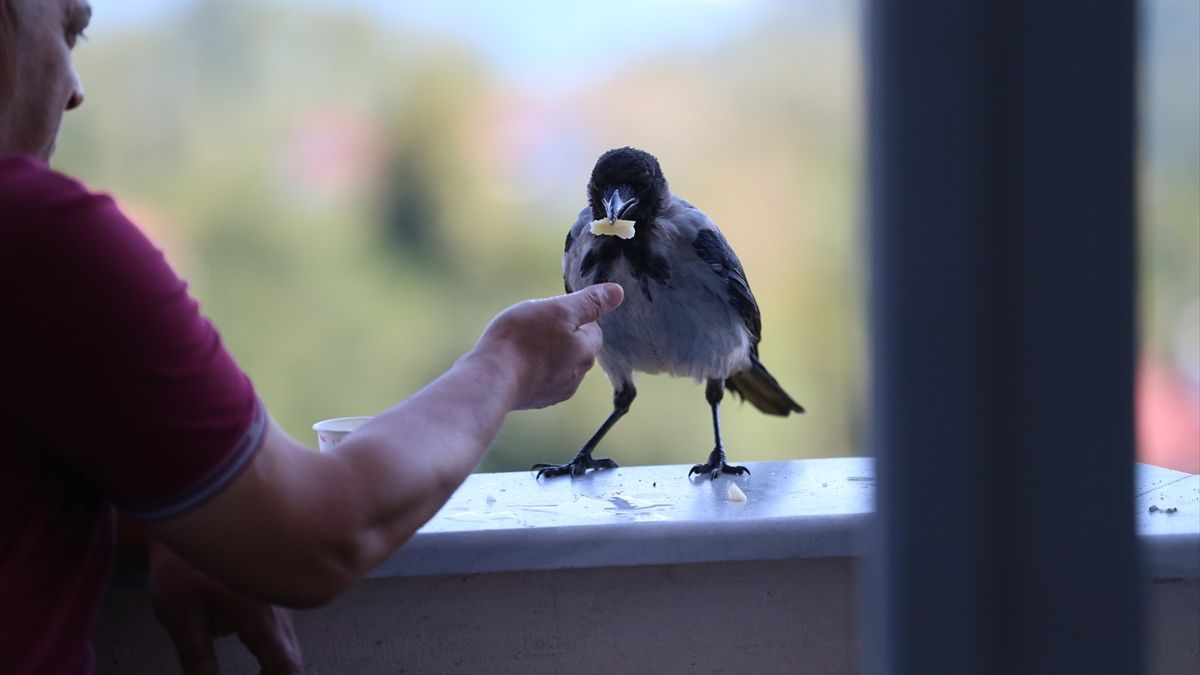 Ordu’da fındık ikram ettiği kargayla dostluk kurdu