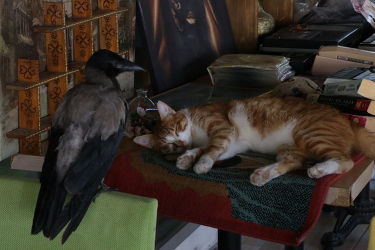 Yalova’da ‘Siyah’ isimli karga, pansiyonun maskotu oldu