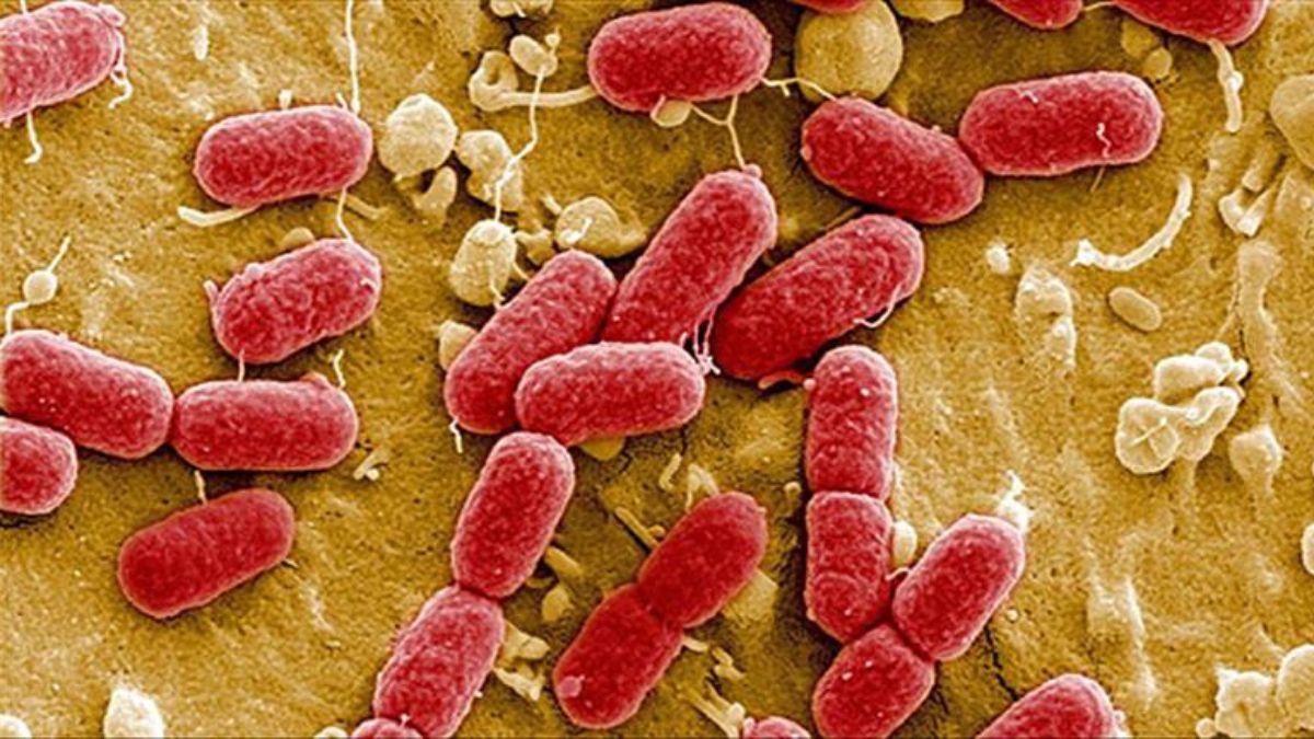 Almanya’da E. Coli salgını: 2 kişi öldü