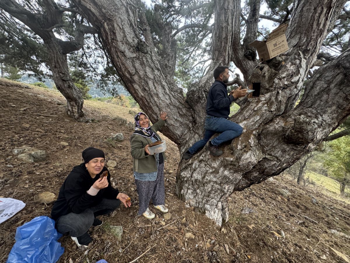 Antalya’da kovanlarından kaçan arıların yaptığı bal, 5 bin liraya satılıyor