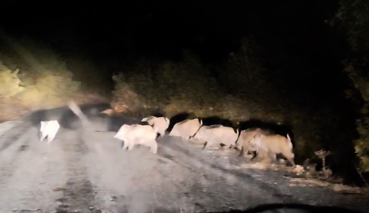 Bitlis’te domuz sürüsü görüntülendi