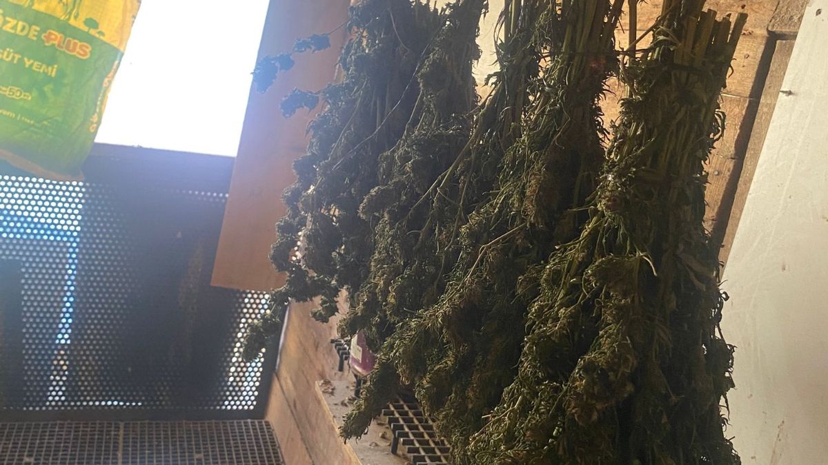 Bursa’da güvercin kümesine gizlenmiş uyuşturucu ele geçirildi