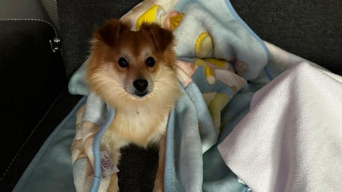 Bursa’da kaybolan köpekleri için 50 bin lira verecekler