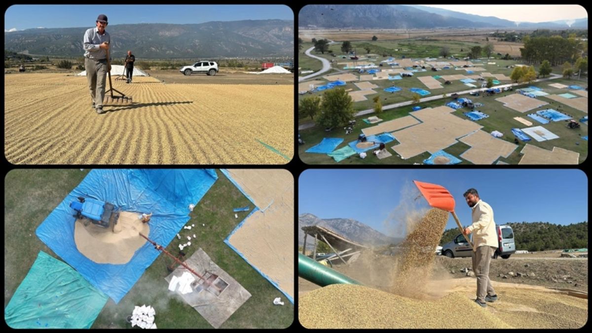 Çorum’da çeltikler sonbahar güneşinde kurutuluyor