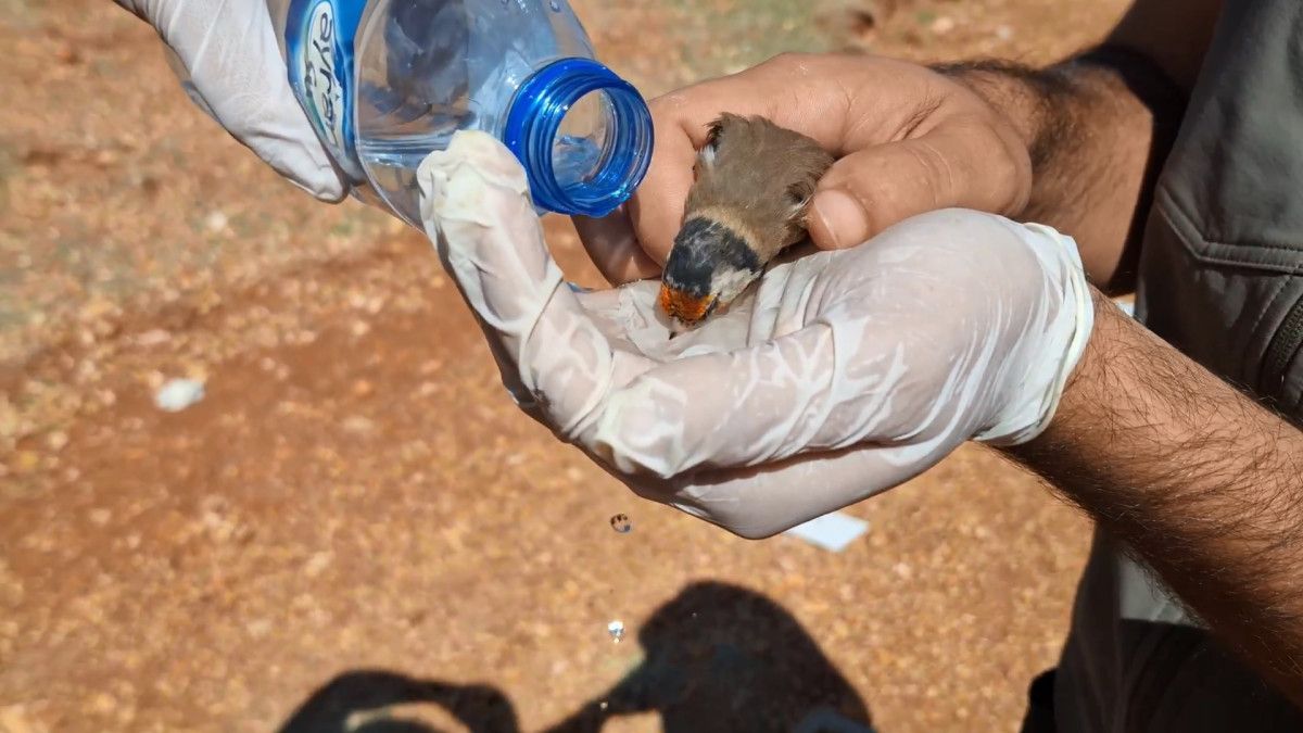 Hatay’da saka kuşu kaçakçılığına 10 milyon 897 bin TL ceza