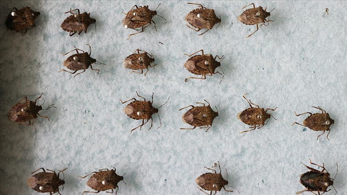 Tarım ve Orman Bakanlığı’ndan kahverengi kokarcaya karşı kapsamlı eylem planı