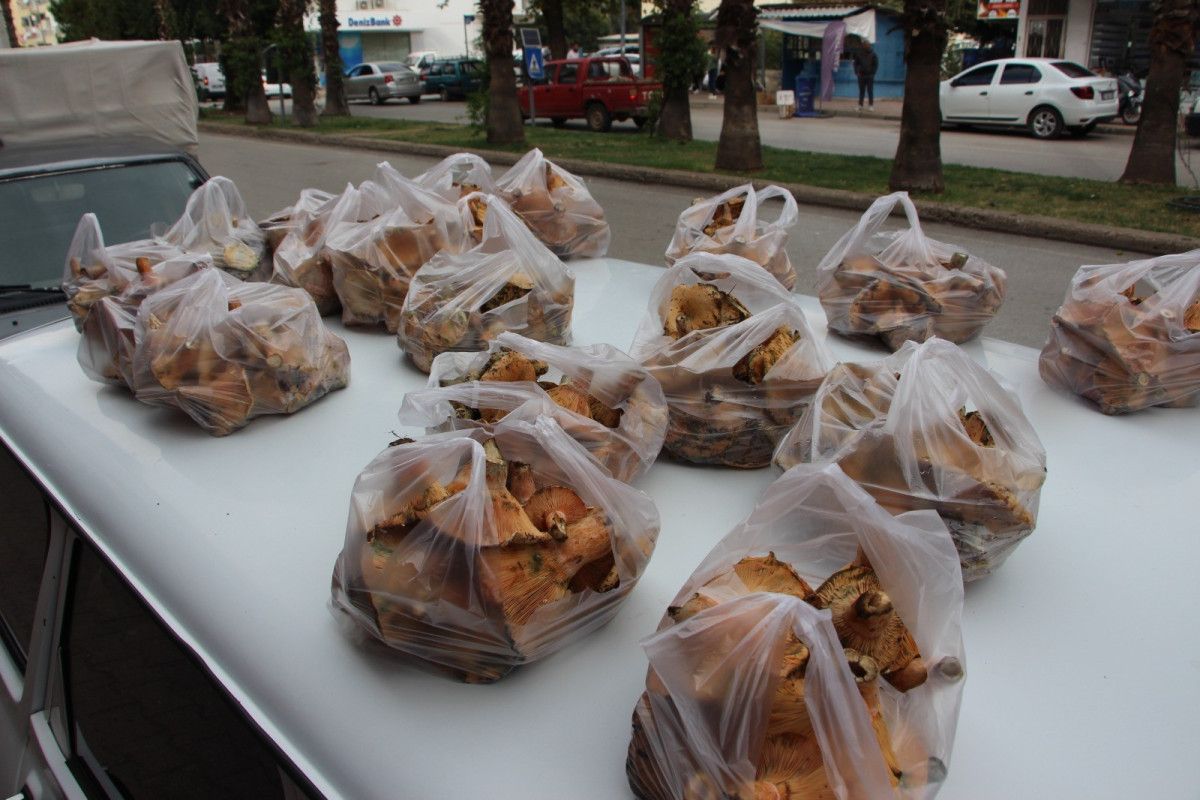 Antalya’da ormanda kendiliğinden yetişen mantar kilogramı 350 TL’den satılıyor
