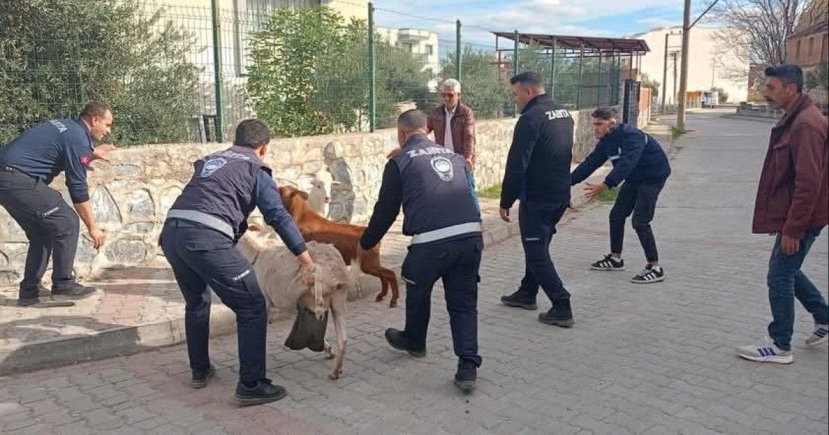 Aydın’da sahipsiz keçiler toplandı