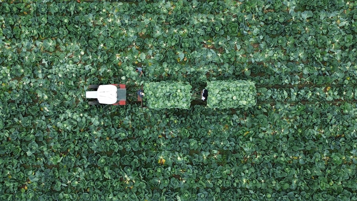 Bafra Ovası’nda beyaz lahana hasadı zamanı