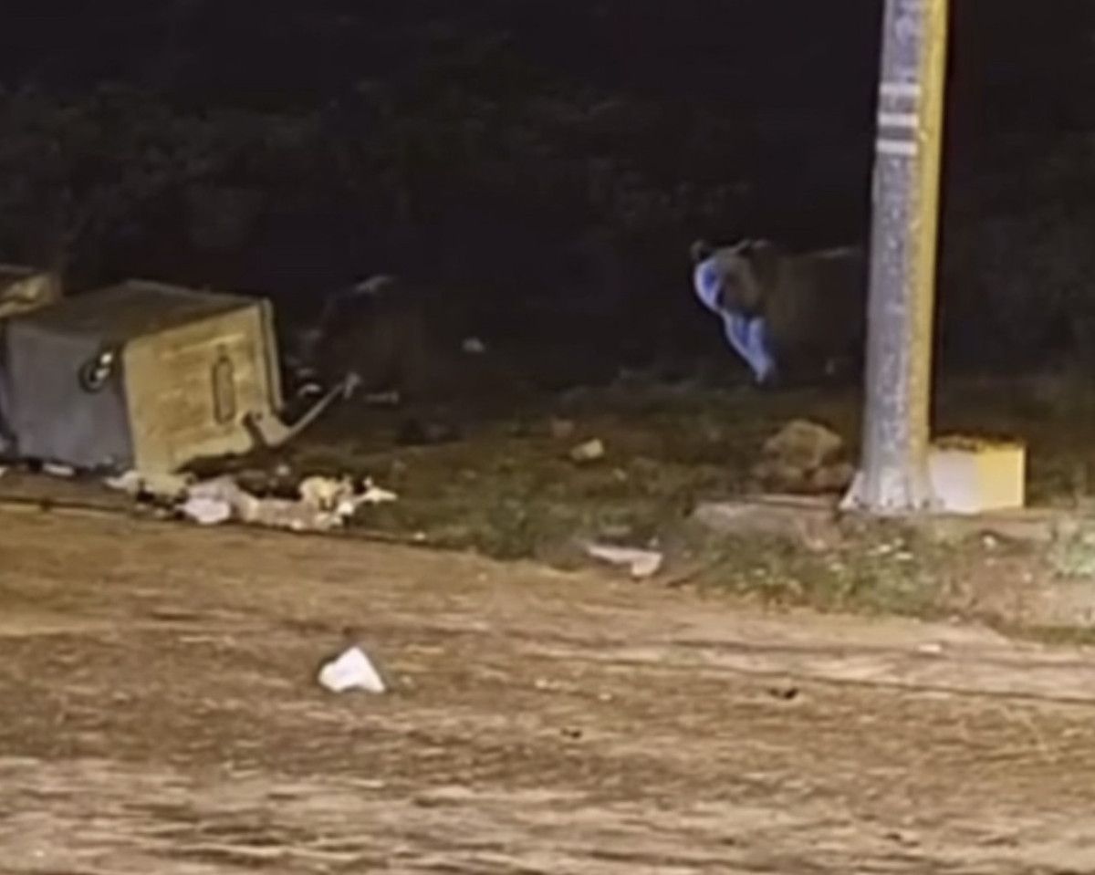 Bursa’da kış uykusuna yatamayan ayılar yemek yerken görüntülendi