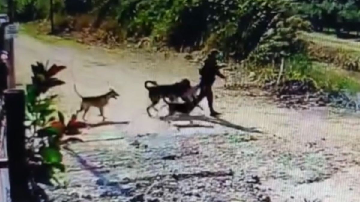 Hatay’da bahçedeki köpeği çaldı