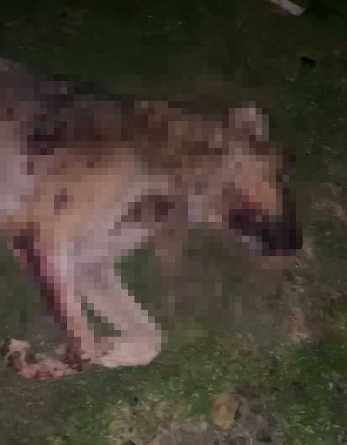 Samsun’da çok sayıda köpek tabancayla vurularak öldürüldü