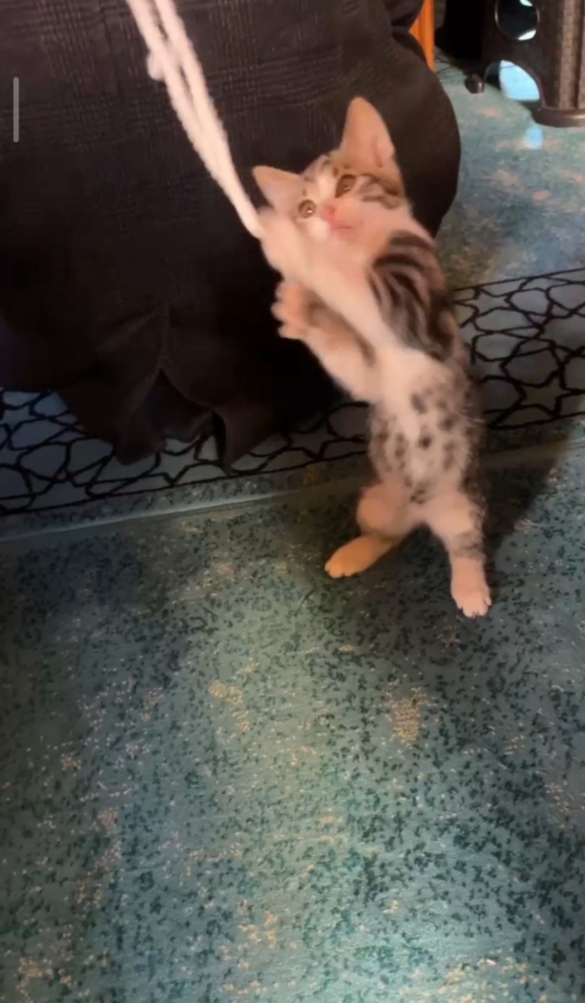 Gümüşhane’de yavru kedinin camide gülümseten oyunu