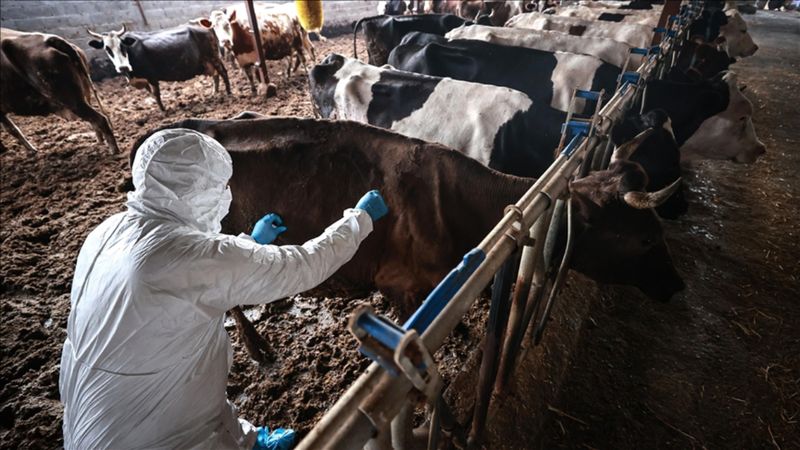 Sakarya’da 37 mahallede şap karantinası