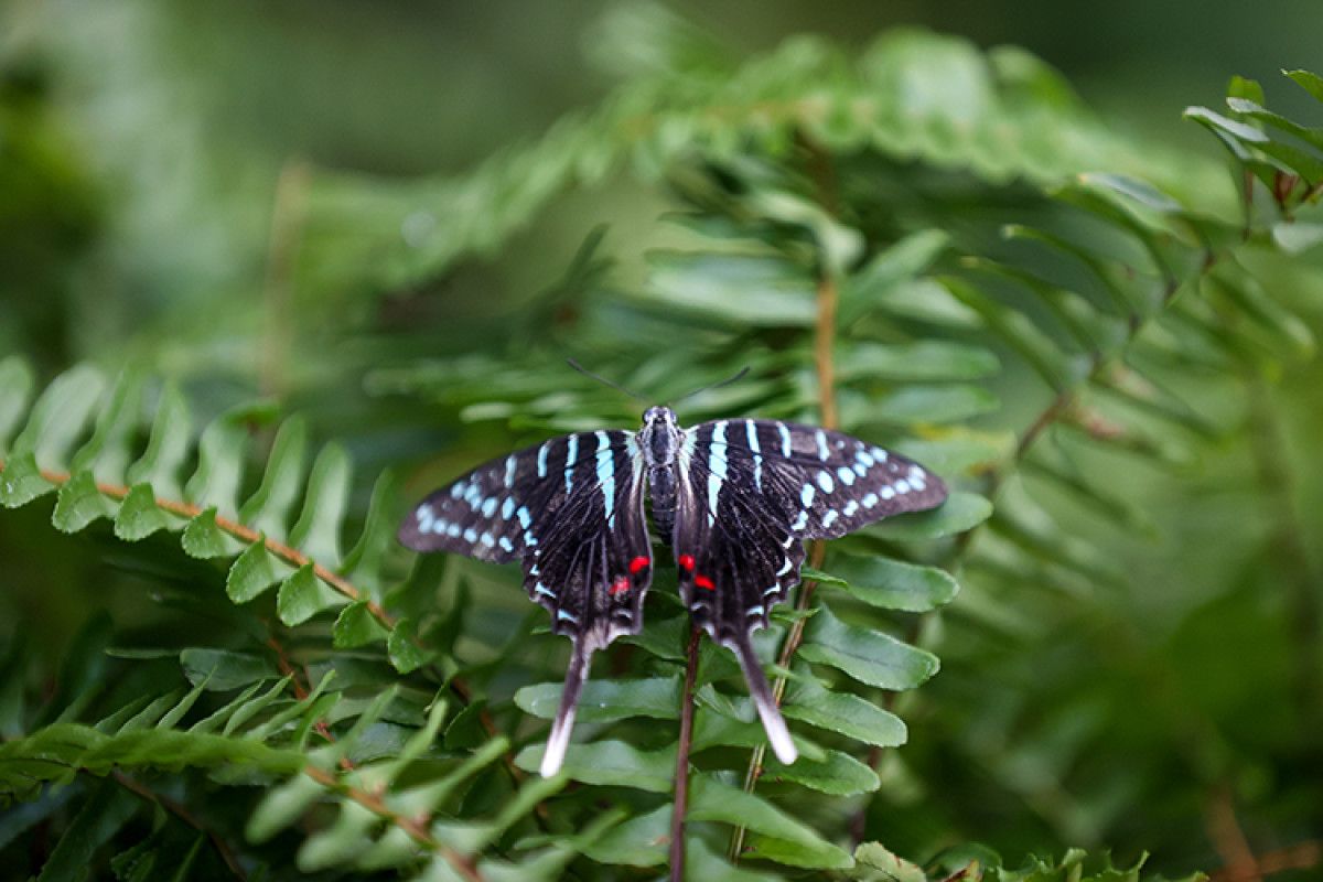 Şebiarus Haftası için tropikal kelebek bahçesi hazır
