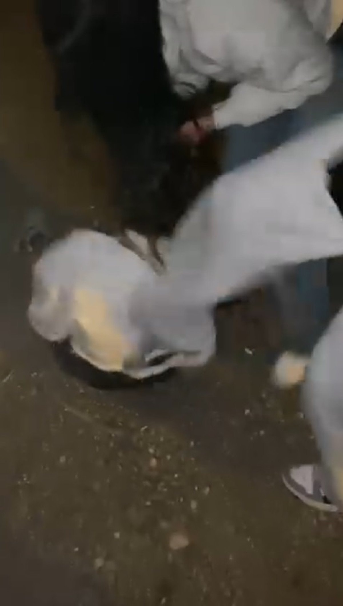 Adana’da akran zorbalığı: Genç kızı feci şekilde darbettiler