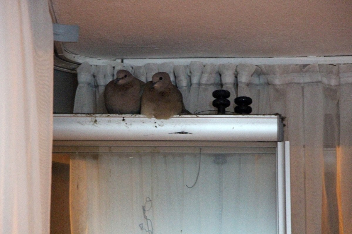 Amasya’da kumrular camın önüne yuva yaptı