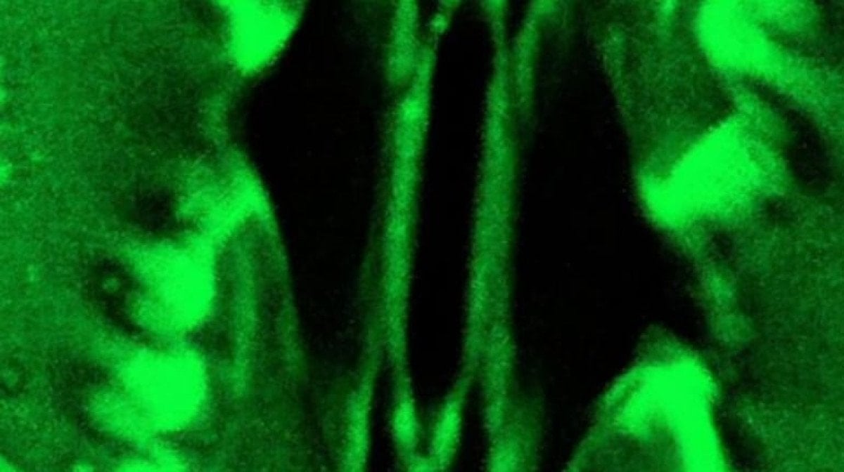 Bilim dünyasında bir ilk: Bitkilerin nefes alışı görüntülendi