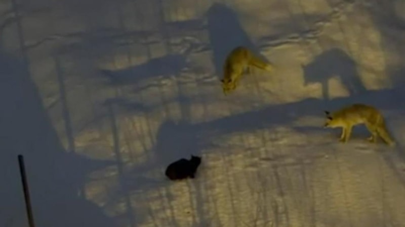 Hakkari’de tilkilerle kedinin yiyecek kapma mücadelesi