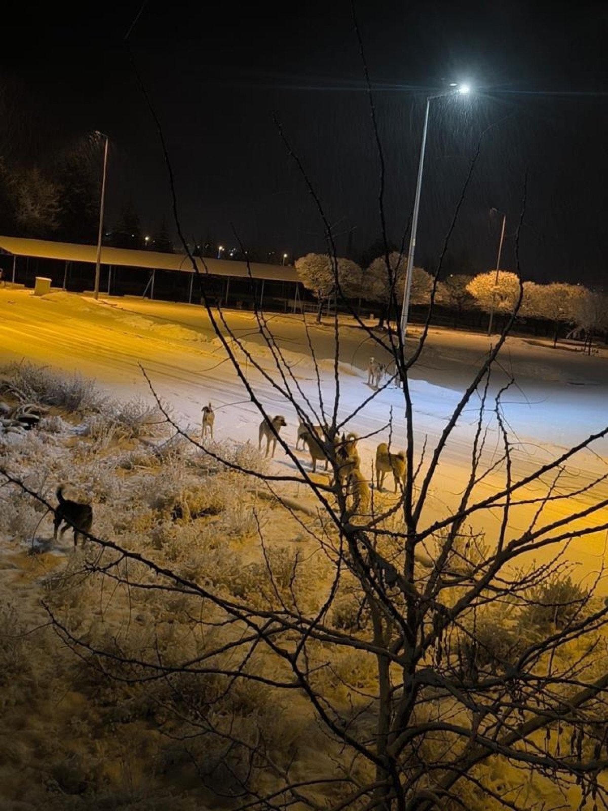 Kayseri’de sokak köpeğinin saldırdığı çocuk yaralandı