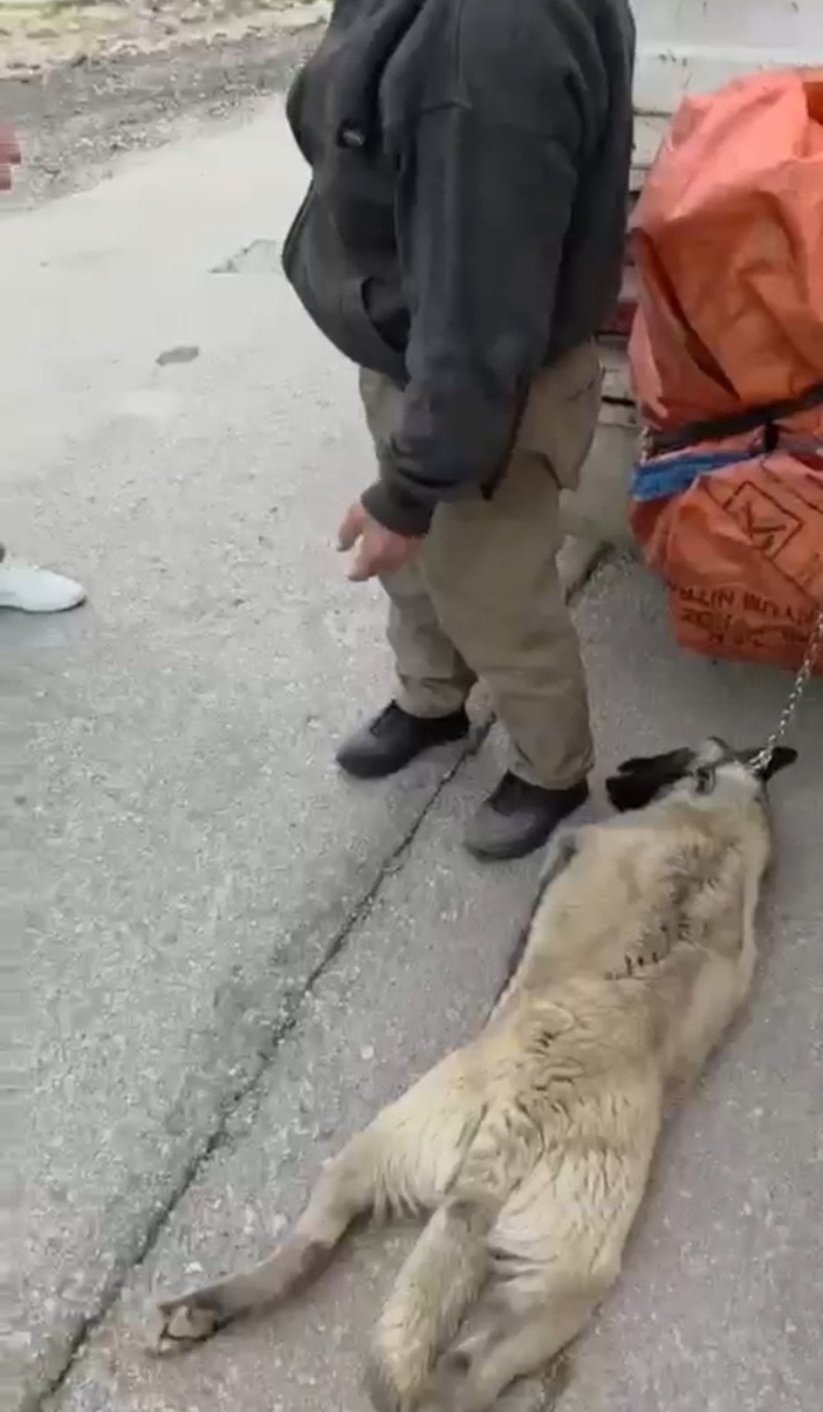 Ankara’da kamyonetle köpeği sürükleyen sürücü gözaltına alındı