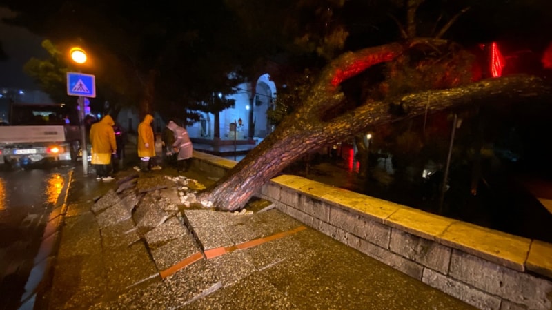 Aydın kent merkezinde asırlık çam ağacı devrildi