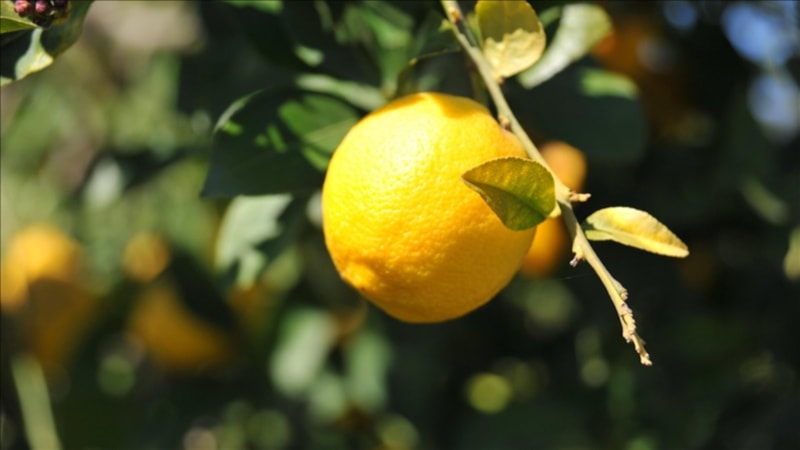 Limonda gümrük vergisine düzenleme