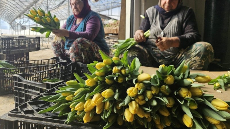 Yılda 2 kez üretiliyor: Topraksız gübresiz sadece suyla yetiştiriliyor…