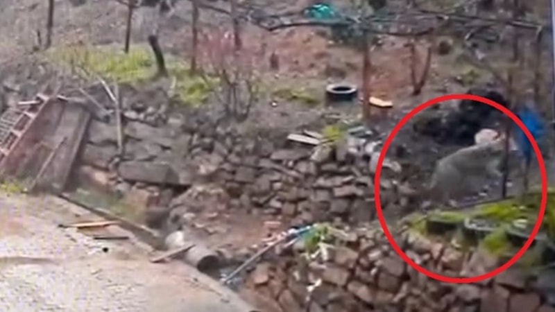 Adana’da aç kalan kurdun, yerleşim yerine indiği anlar kamerada