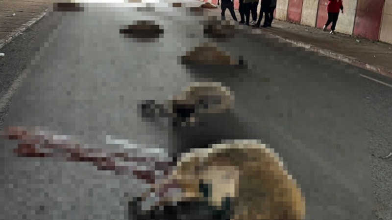 Hatay’da otomobilin çarptığı sürüdeki 17 koyun öldü