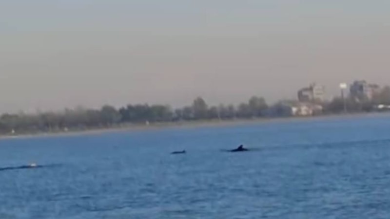 İstanbul’da Küçükçekmece Sahili’nde yunuslar görüntülendi