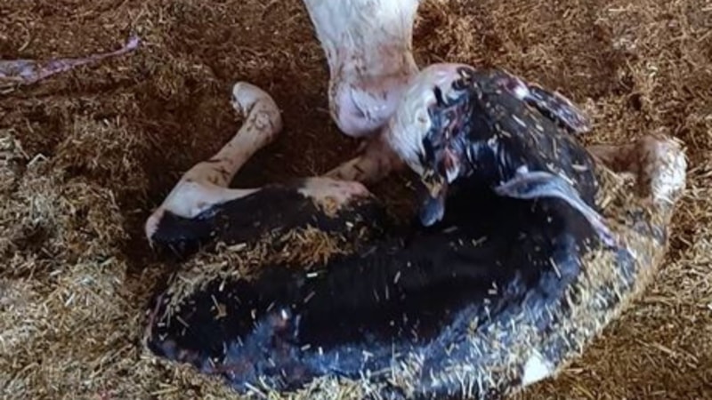 Kayseri’de yeni doğan buzağı ile annenin kavuşması kamerada