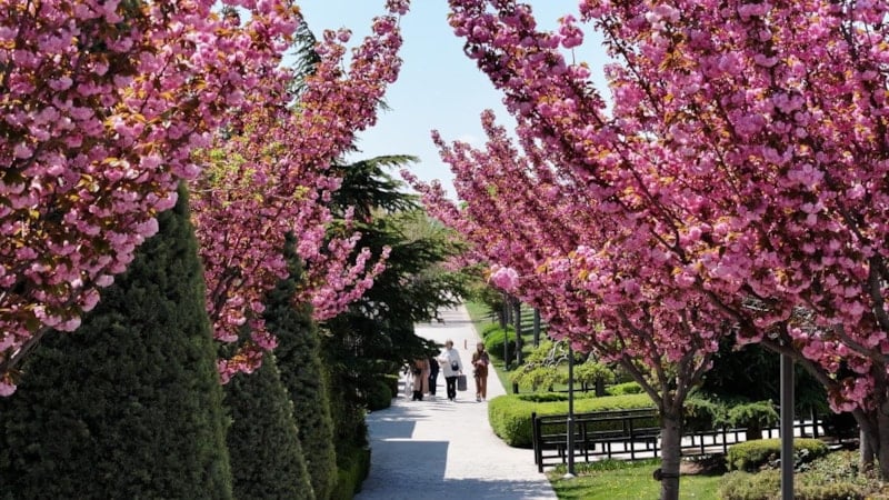 Konya’da sakura mevsimi başladı