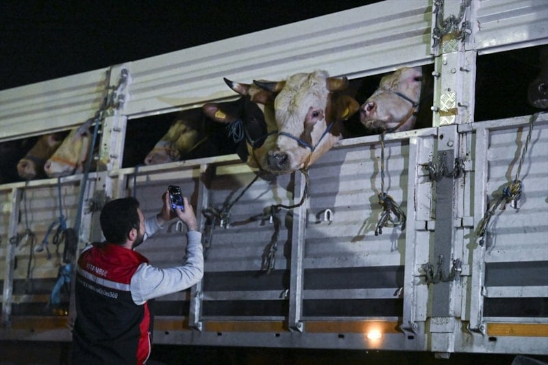 Kurban Bayramı yaklaştı: İstanbul’a hayvan girişleri başladı